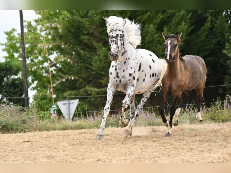 Mezzosangue Arabo Giumenta 9 Anni 147 cm Leopard in Castelnau-Tursan