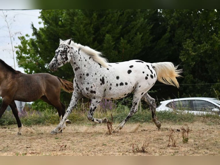 Mezzosangue Arabo Giumenta 9 Anni 147 cm Leopard in Castelnau-Tursan