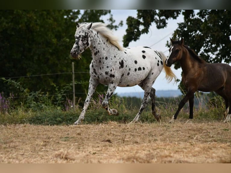 Mezzosangue Arabo Giumenta 9 Anni 147 cm Leopard in Castelnau-Tursan