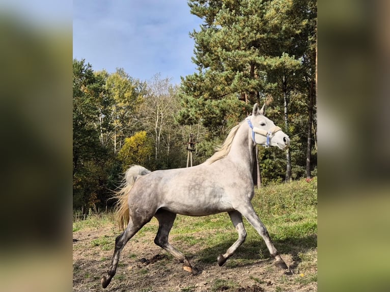 Mezzosangue Arabo Giumenta 9 Anni 150 cm Grigio in Bukowinka