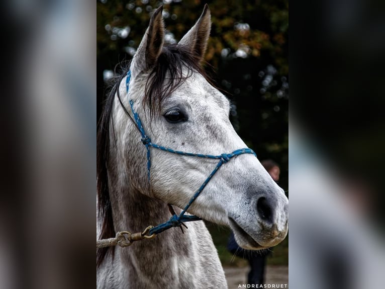 Mezzosangue Arabo Giumenta 9 Anni 150 cm Grigio in Le Gâvre