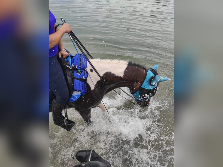 Mezzosangue Arabo Giumenta 9 Anni 158 cm Pezzato in Kammeltal