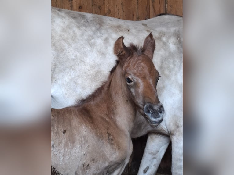 Mezzosangue Arabo Giumenta Puledri (04/2026) 150 cm Può diventare grigio in Stechlin