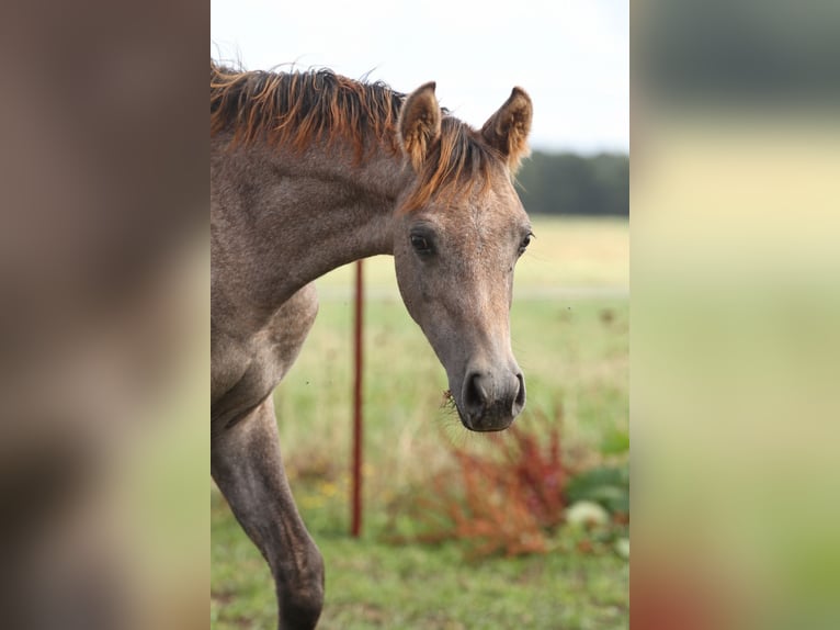 Mezzosangue Arabo Giumenta Puledri (04/2026) 150 cm Può diventare grigio in Stechlin