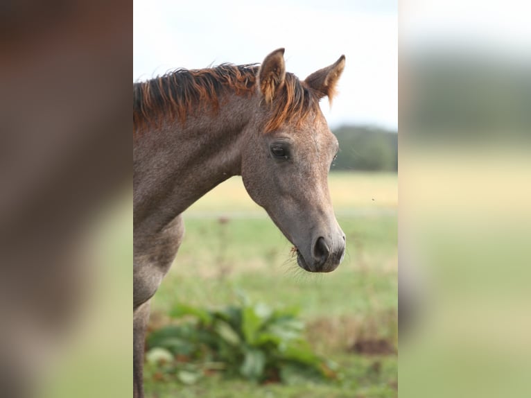 Mezzosangue Arabo Giumenta Puledri (04/2026) 150 cm Può diventare grigio in Stechlin