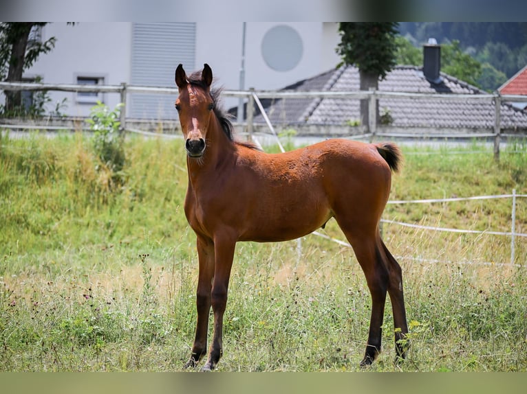 Mezzosangue Arabo Giumenta Puledri (04/2026) 152 cm Baio in Seeboden