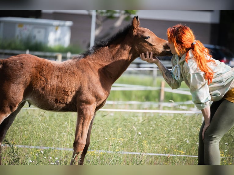 Mezzosangue Arabo Giumenta Puledri (04/2026) 152 cm Baio in Seeboden