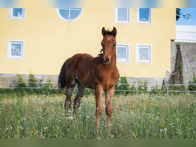 Mezzosangue Arabo Giumenta Puledri (04/2026) 152 cm Baio in Seeboden