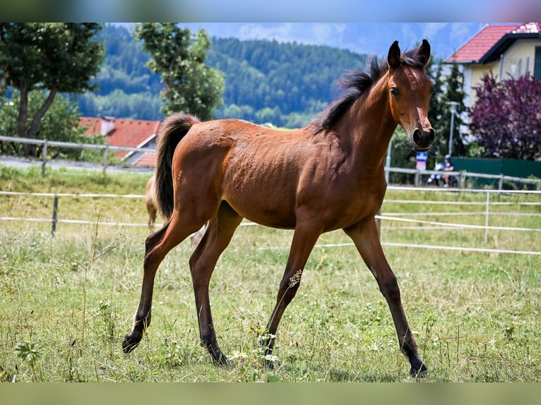 Mezzosangue Arabo Giumenta Puledri (04/2026) 152 cm Baio in Seeboden