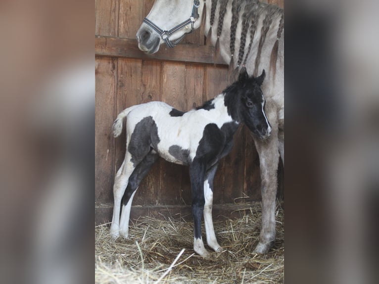 Mezzosangue Arabo Giumenta Puledri (03/2026) 152 cm Tobiano-tutti i colori in Gransee