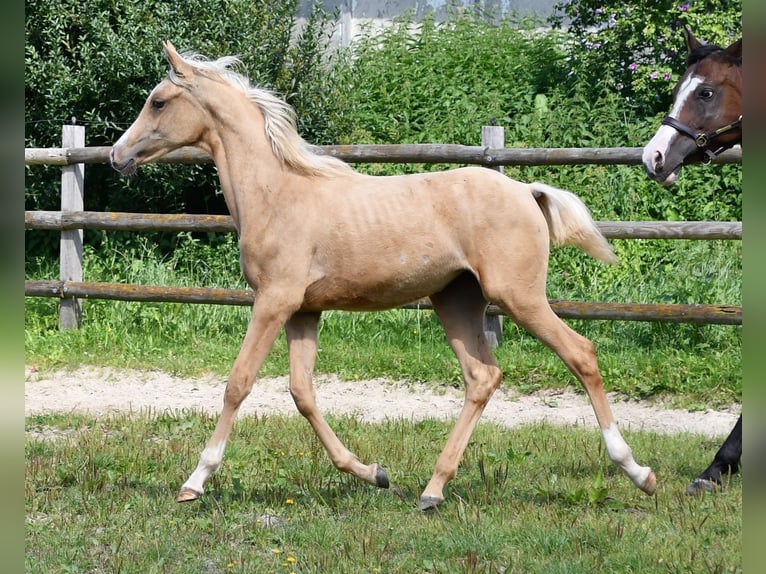 Mezzosangue Arabo Giumenta Puledri
 (02/2024) 153 cm Palomino in Mörsdorf