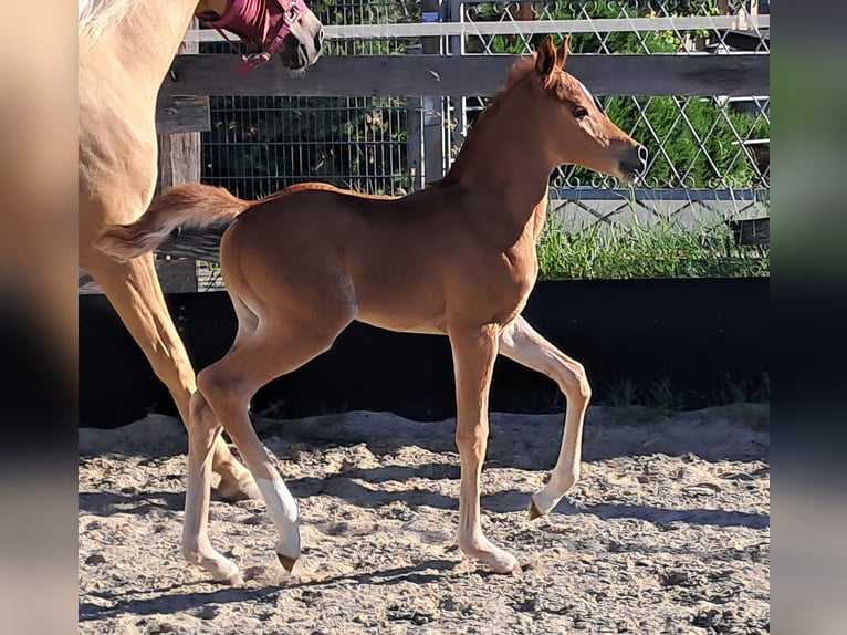 Mezzosangue Arabo Giumenta Puledri (05/2026) 153 cm Sauro in Hartheim