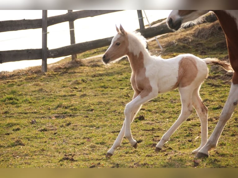 Mezzosangue Arabo Giumenta Puledri (02/2026) 154 cm Palomino in Keutschach