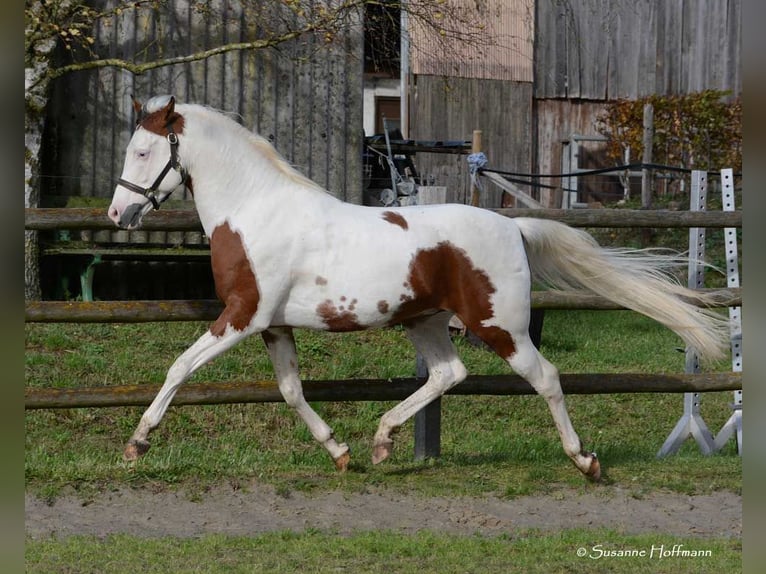 Mezzosangue Arabo Giumenta Puledri (04/2026) 154 cm Tobiano-tutti i colori in Mörsdorf
