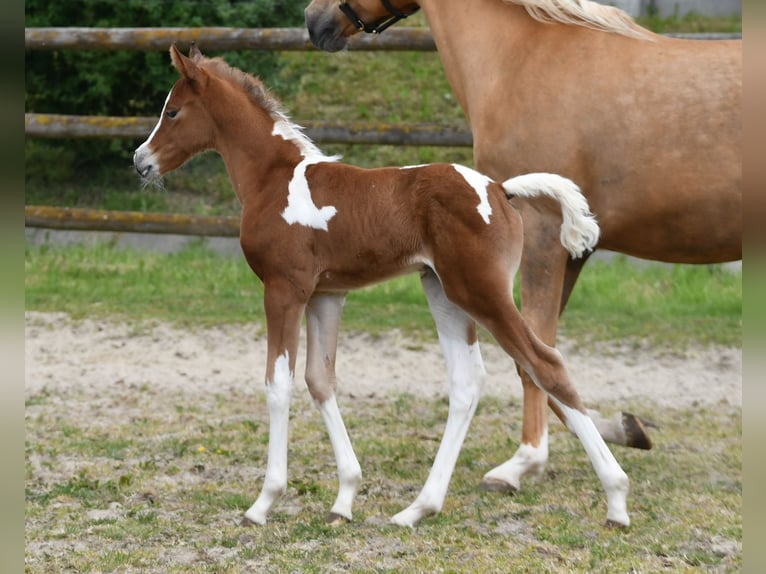 Mezzosangue Arabo Giumenta Puledri (04/2026) 154 cm Tobiano-tutti i colori in Mörsdorf