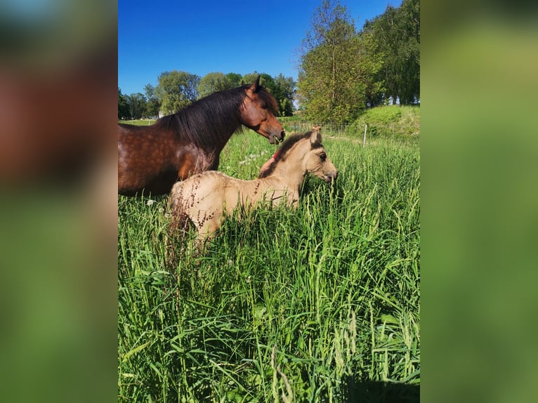 Mezzosangue Arabo Giumenta Puledri (04/2026) 155 cm Pelle di daino in Schmatzin