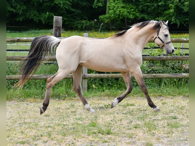 Mezzosangue Arabo Giumenta Puledri (05/2026) 155 cm Perlino in Mörsdorf
