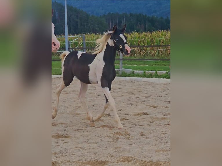 Mezzosangue Arabo Giumenta Puledri (04/2025) 155 cm Tobiano-tutti i colori in St. Stefan / &#x160;teben