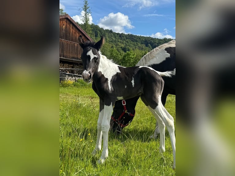 Mezzosangue Arabo Giumenta Puledri (05/2026) 155 cm Tobiano-tutti i colori in Rudersberg