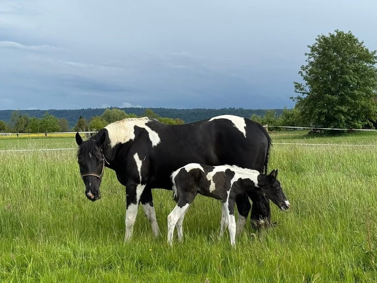 Mezzosangue Arabo Giumenta Puledri (05/2026) 155 cm Tobiano-tutti i colori in Rudersberg