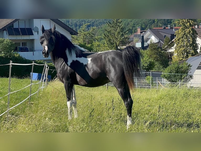 Mezzosangue Arabo Giumenta Puledri (05/2026) 155 cm Tobiano-tutti i colori in Rudersberg