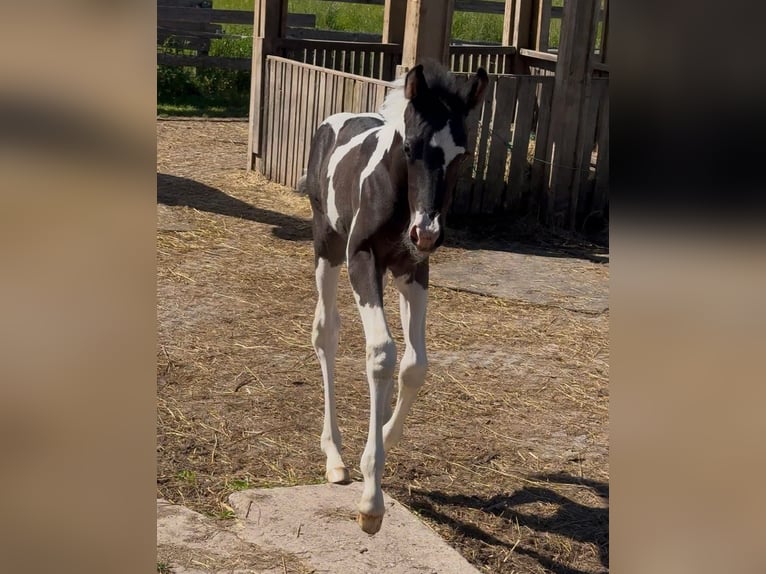 Mezzosangue Arabo Giumenta Puledri (05/2026) 155 cm Tobiano-tutti i colori in Rudersberg