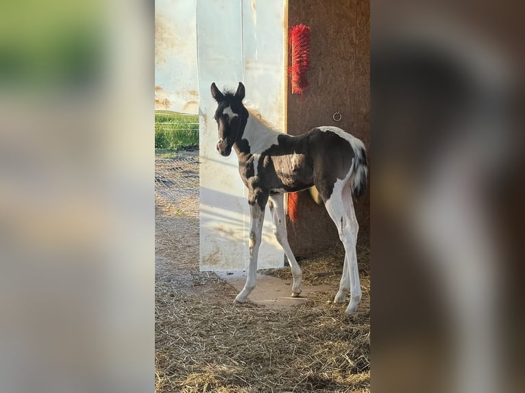 Mezzosangue Arabo Giumenta Puledri (05/2026) 155 cm Tobiano-tutti i colori in Rudersberg