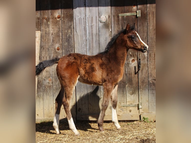 Mezzosangue Arabo Giumenta Puledri (02/2026) 158 cm Baio in Keutschach