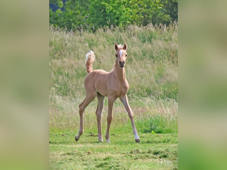Mezzosangue Arabo Giumenta Puledri (01/2026) Palomino in Helvoirt