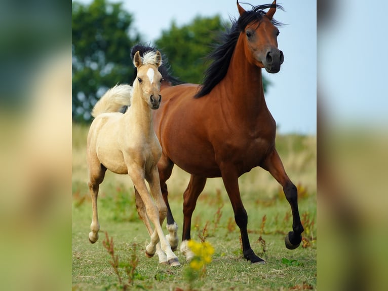 Mezzosangue Arabo Giumenta Puledri (05/2026) Palomino in Helvoirt