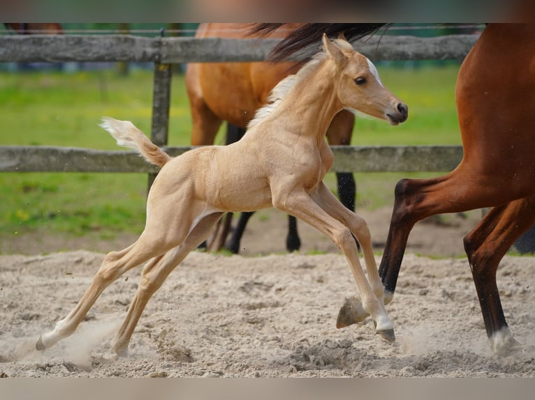 Mezzosangue Arabo Giumenta Puledri (01/2026) Palomino in Helvoirt