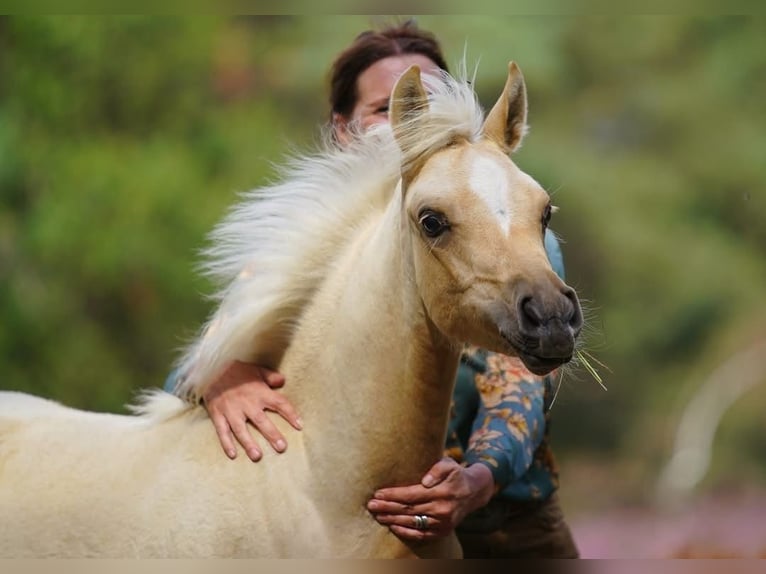 Mezzosangue Arabo Giumenta Puledri (05/2026) Palomino in Helvoirt