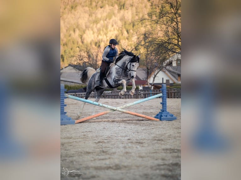 Mezzosangue Arabo Stallone 10 Anni 155 cm Grigio in Puchberg