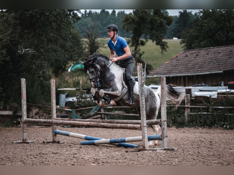 Mezzosangue Arabo Stallone 10 Anni 155 cm Grigio in Puchberg