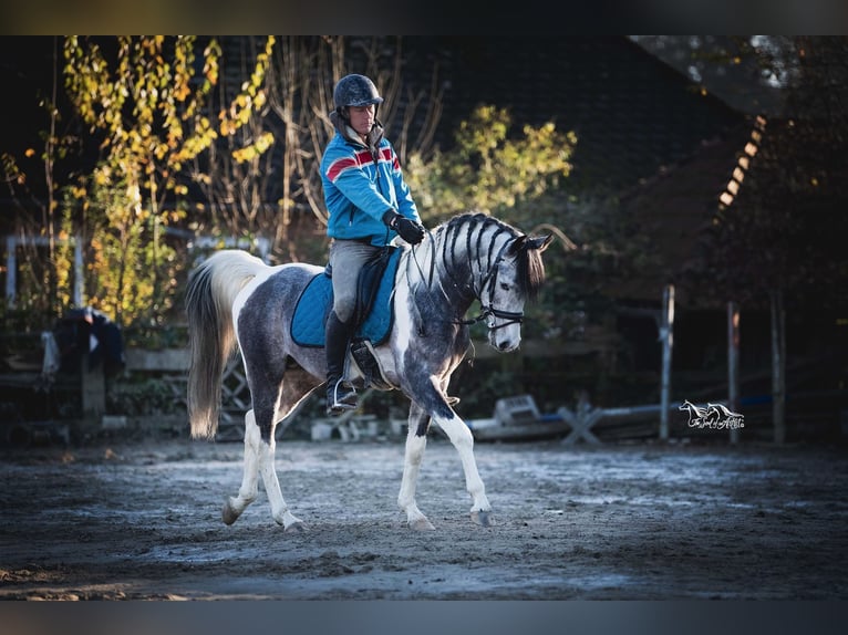 Mezzosangue Arabo Stallone 10 Anni 155 cm Grigio in Puchberg