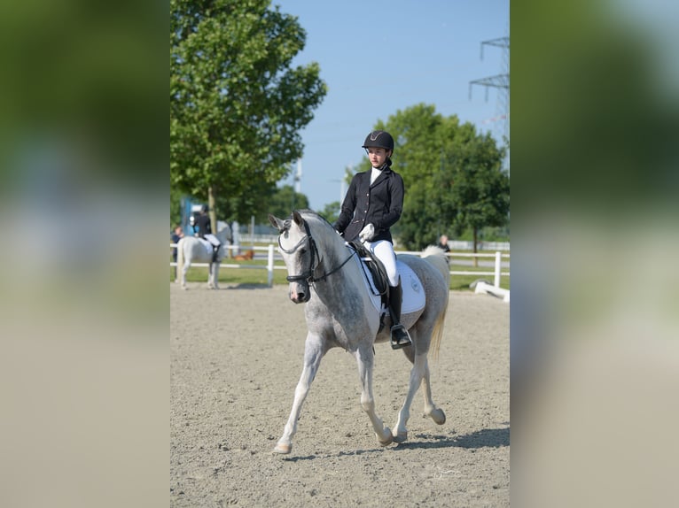 Mezzosangue Arabo Stallone 10 Anni 155 cm Grigio in Puchberg