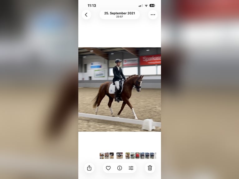 Mezzosangue Arabo Stallone 10 Anni 158 cm Sauro in Lustadt