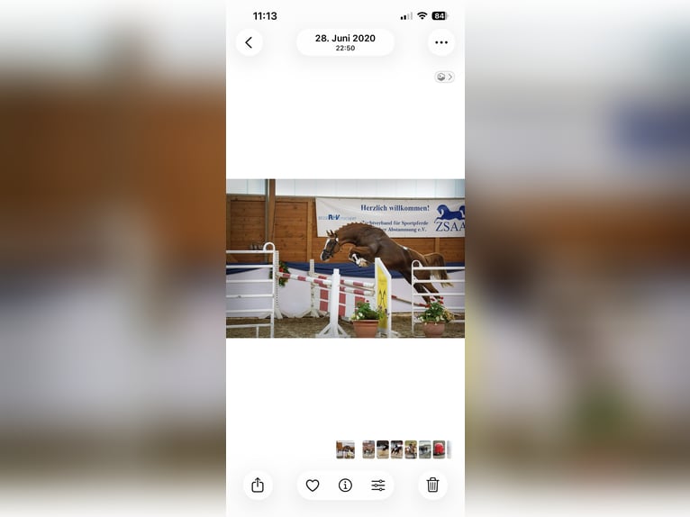 Mezzosangue Arabo Stallone 10 Anni 158 cm Sauro in Lustadt