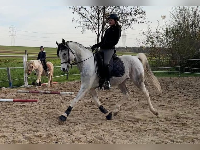 Mezzosangue Arabo Stallone 11 Anni 155 cm Grigio in Puchberg