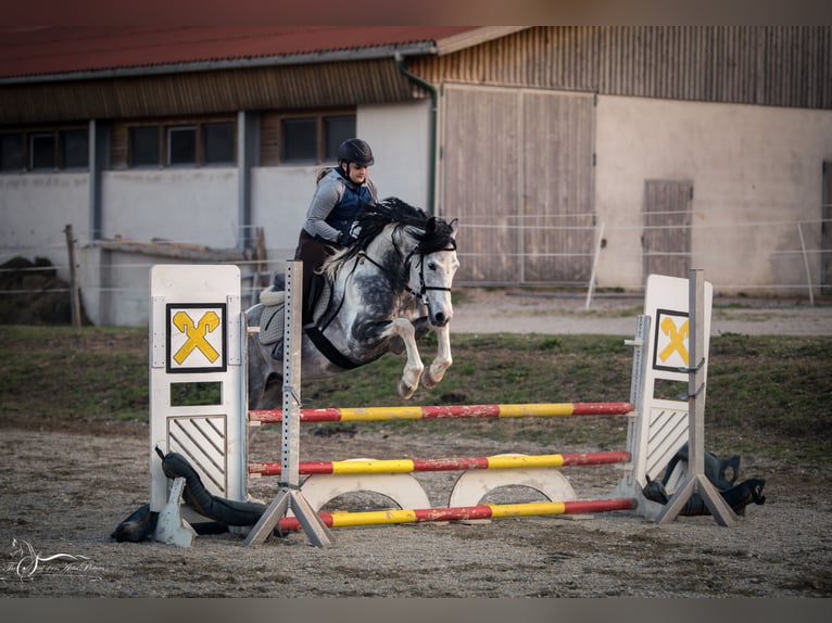 Mezzosangue Arabo Stallone 11 Anni 155 cm Grigio in Puchberg
