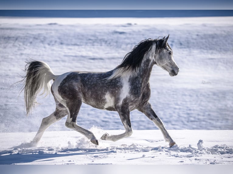 Mezzosangue Arabo Stallone 11 Anni 155 cm Grigio in Puchberg
