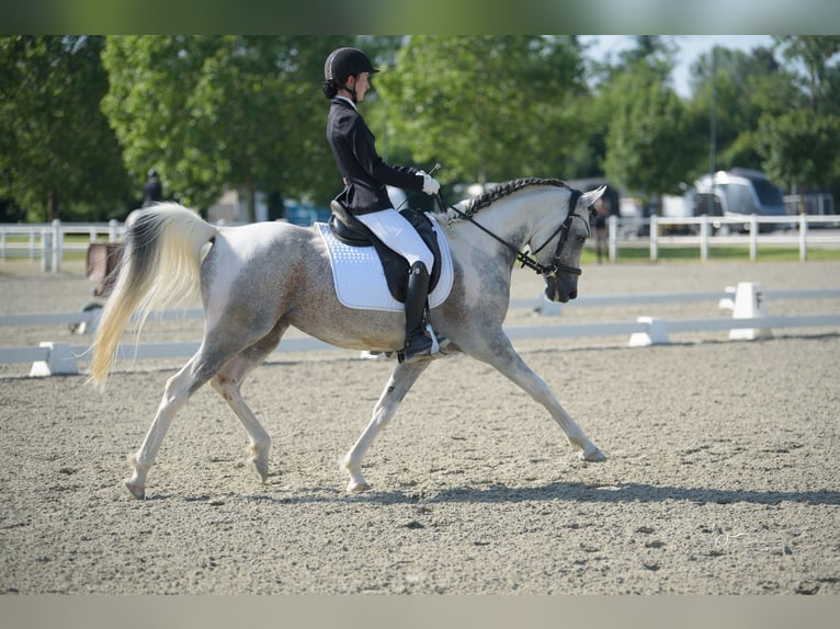 Mezzosangue Arabo Stallone 11 Anni 155 cm Grigio in Puchberg