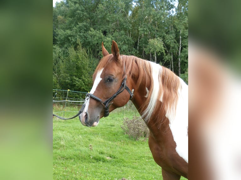 Mezzosangue Arabo Stallone 12 Anni 154 cm Pezzato in Rot an der Rot