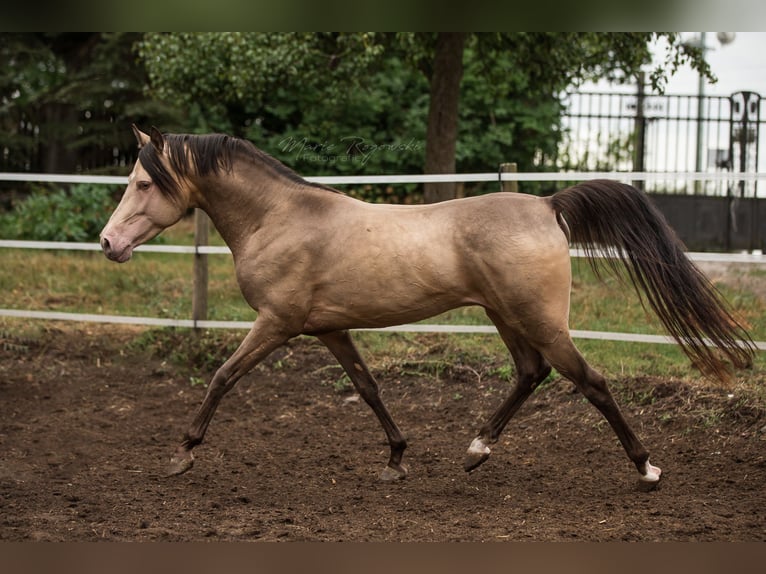 Mezzosangue Arabo Stallone 16 Anni 148 cm Champagne in Beaumont-Pied-de-Buf