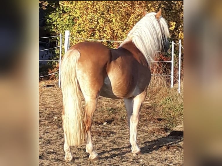 Mezzosangue Arabo Stallone 1 Anno 150 cm Grigio in Rosenberg