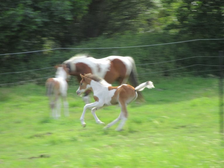 Mezzosangue Arabo Stallone 1 Anno 150 cm Tobiano-tutti i colori in Nordborg