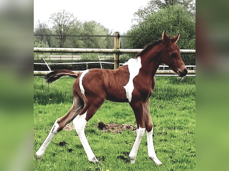 Mezzosangue Arabo Stallone 1 Anno 153 cm Tobiano-tutti i colori in Sulingen