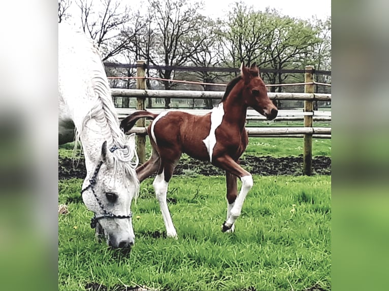 Mezzosangue Arabo Stallone 1 Anno 153 cm Tobiano-tutti i colori in Sulingen