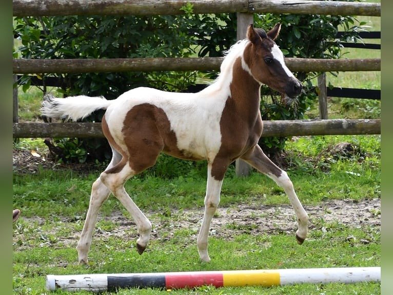 Mezzosangue Arabo Stallone 1 Anno 153 cm Tovero-tutti i colori in Mörsdorf
