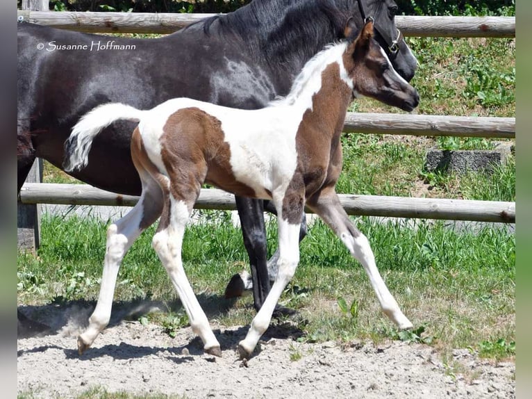 Mezzosangue Arabo Stallone 1 Anno 153 cm Tovero-tutti i colori in Mörsdorf